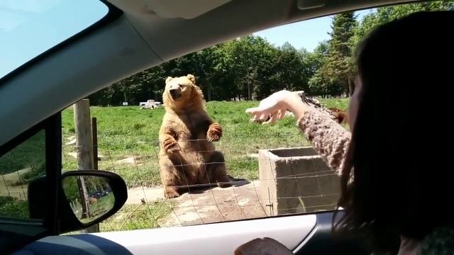 медведь помахал лапой смотреть онлайн