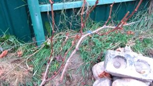 ??Виноград / Вынужденная и нестандартная обрезка и формировка винограда / Обрезка винограда осенью