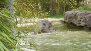 Elefanten baden im Tierpark Hellabrunn München