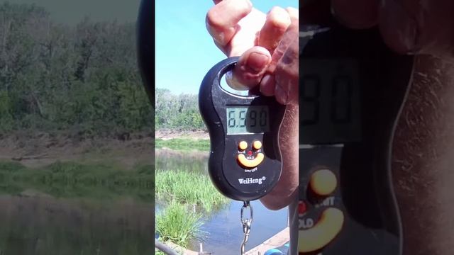 ? Трофейный СОМ на Мотыля #сомы #рыбалка #fishing #рыба #сом смотреть онлайн