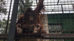 Милая и забавная орангутан Дана! Dana is a cute and funny orangutan!