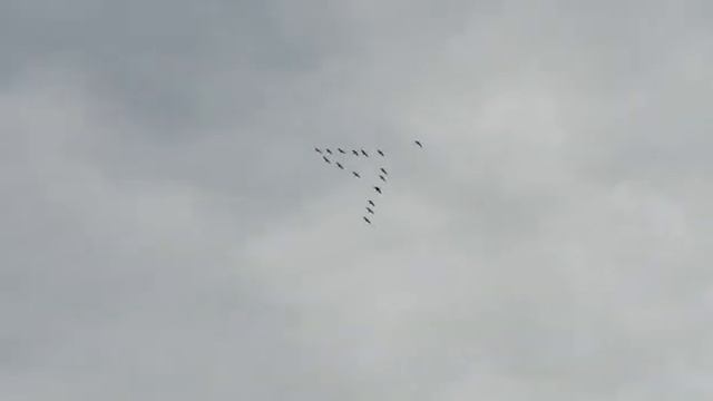 Гуси улетают на юг смотреть онлайн