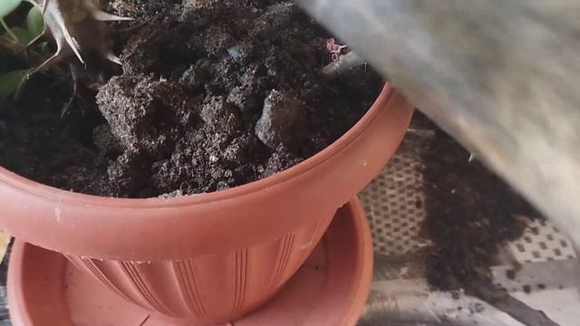 Малочай гүлін көбейту және будандастыру.#гулдер #өсімдік Гүлдер әлемі 🌺 смотреть онлайн