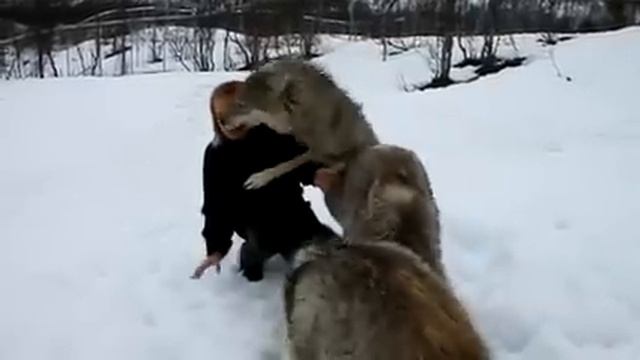 Волки без ума от этой девушки смотреть онлайн