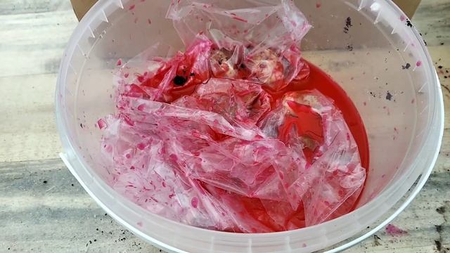 Как посадить ТЮЛЬПАНЫ В ГОРШКИ НА 8 МАРТА? Соображаем всей бригадой! смотреть онлайн