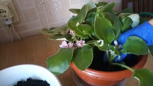 Как правильно заглубить фиалку .Фиалка уход в домашних условиях.
