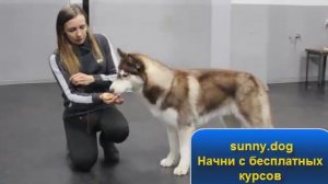 Подготовка к выставке хаски. Стойка