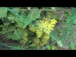 Ультраранние сорта винограда 2019. Гелиодор и Цимус.