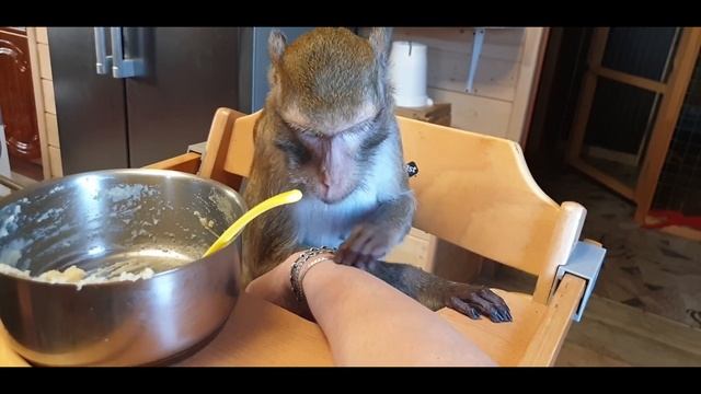 Совместный перекус (Домашние макаки)