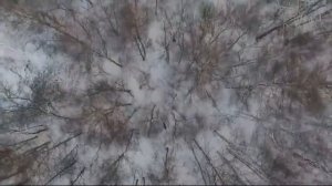 Охота с квадрокоптера Охота с воздуха на косулю