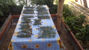 Теплица пристроенная к дому 03