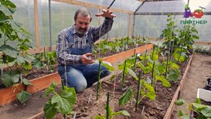 Как формировать огурцы