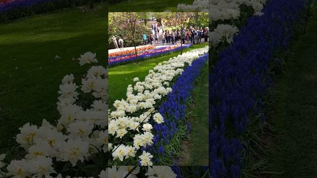 Парк цветов.Keukenhof. Голландия.