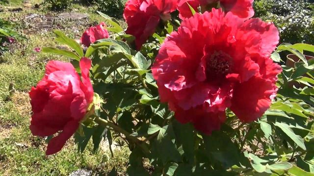Peony Garden 4-23-2017 Shima-nishiki