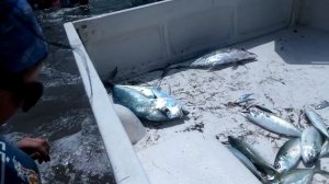 Промысловая рыбалка в ОАЭ, Фуджейра, 2018. Поймали огромного ската!!!