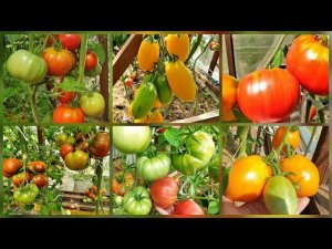 Эти томаты сажала и буду сажать Урожай так и прет Лучшие томаты 2021