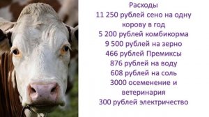 Как получают доход от коровы.Правдивая история.
