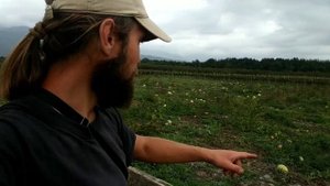 Арбузная и дынная бахча в Октябре 2022. Поездка на поле. Грузия, Кахетия, в деревне.