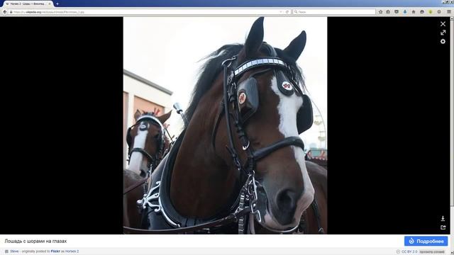 Что такое Шоры? смотреть онлайн