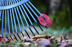 Все дело в граблях: как быстро очистить газон осенью от листвы и травы