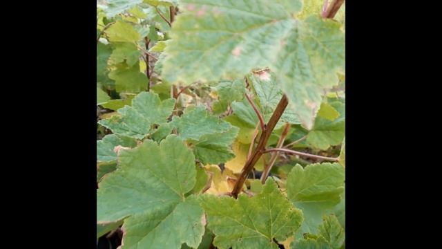 Обзор маточника смородины.??? Советы садоводам-новичкам! смотреть онлайн