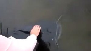 Ручной Сом Гоша, погладил рыбку!
