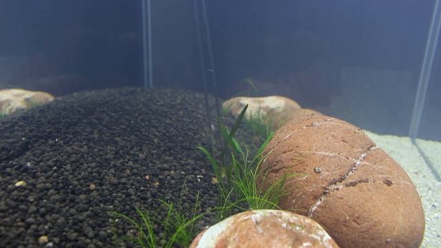 Aquascaping RED IN THE RIVER / Simple Dwarf Red Coral Platy Aquarium