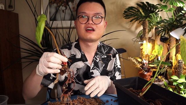 Update on my imported plants from Ecuador after 1 month, success and failure | Repot with me (P.2/3 смотреть онлайн