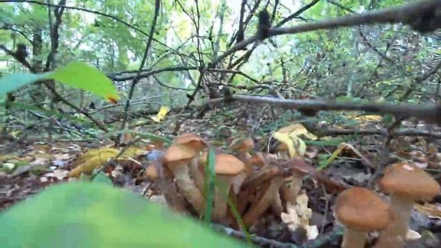 ОБАЛДЕТЬ СКОЛЬКО! ПОСЛЕДНЯЯ ВОЛНА ОПЯТ! ОСЕННИЕ ОПЯТА В ПРОМЫШЛЕННЫХ МАСШТАБАХ! ГРИБЫ В ОКТЯБРЕ 202 смотреть онлайн