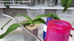 Вернуть ТУРГОР листьям орхидей Способ и результат всё в одном видео