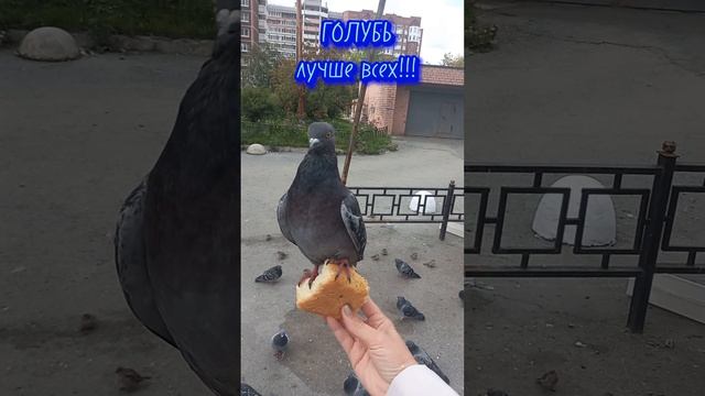 Самый СМЕЛЫЙ и СИЛЬНЫЙ ! Лучше всех ... ГОЛУБЕЙ!