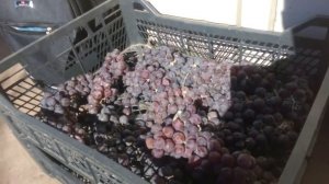 хранение винограда