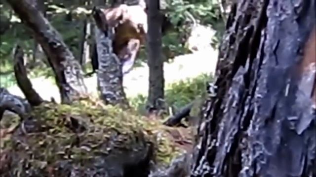 Русский мужик против медведя! Такое возможно только в России! смотреть онлайн