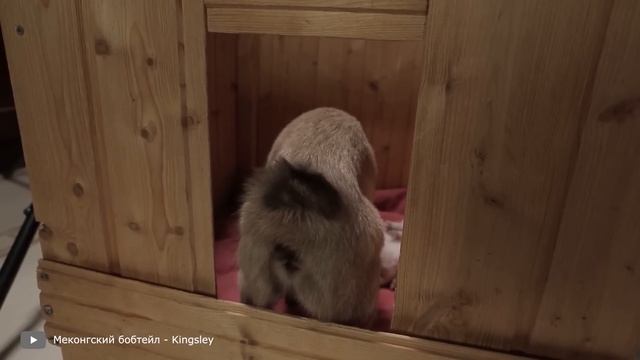 Эти Кошки Запрещены во Всех Странах Мира смотреть онлайн