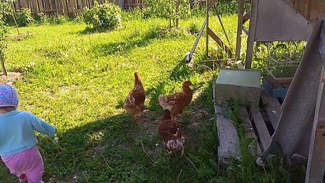 Расклев у кур. История курочки цыпалеты. Романов ТВ - Новые Деревенские