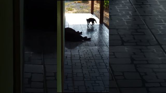 O Gatinho Dionísio levou o maior susto com o latido do Grandão.