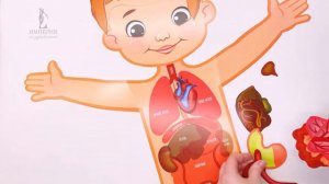 Детский обучающий набор "Внутренние органы человека"