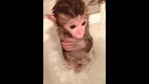Обезьянка маленькая купается в раковине и сосет свой палец Россия 2017 год