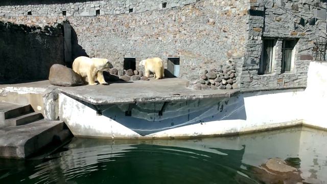 белые мишки в зоопарке Санкт-Петербурга смотреть онлайн