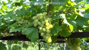 Ранне-средние сорта винограда 2019. Тянь-Шань