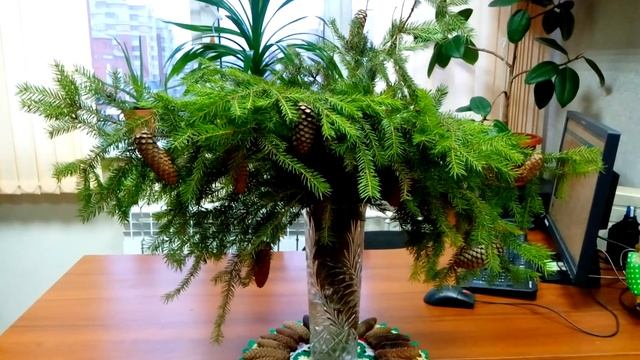 Комнатные растения в нашем рабочем кабинете ? смотреть онлайн