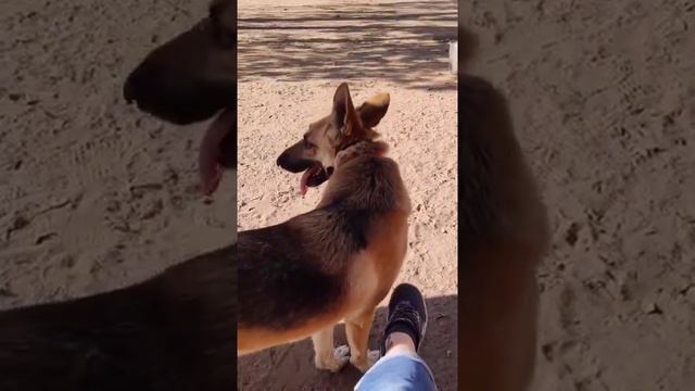 correcting ball aggression. #delhidogwhisperer #dogpsychology #dogtraining #dogs #dogrescue... смотреть онлайн