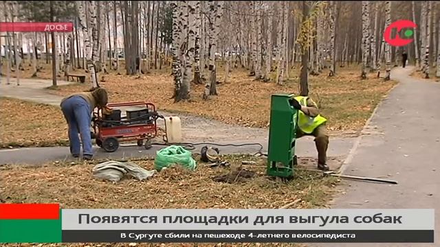 В Сургуте появится сразу три новых площадки для выгула собак смотреть онлайн