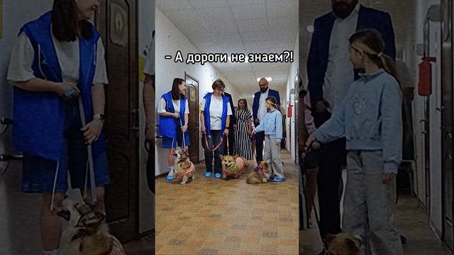 Ждём выхода корги к особенным детям