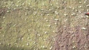 астры,всходы,кое что ещё