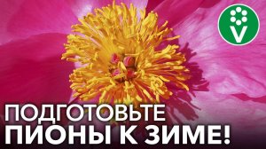 ОБЯЗАТЕЛЬНО СДЕЛАЙТЕ ЭТО С ПИОНАМИ ОСЕНЬЮ! Обрезка, обработка, мульчирование пионов осенью