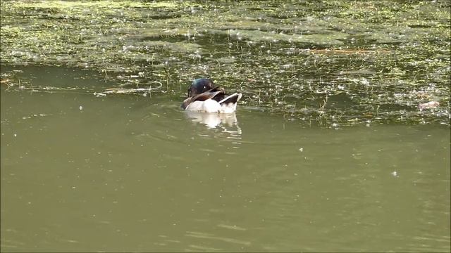 Жизнь других. Мир реки Темерник. смотреть онлайн