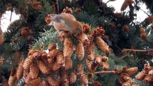 Клёст - интересные факты