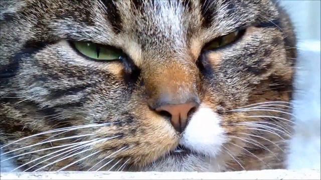 Мурлыканье кошки с сочетанием музыки. Relax