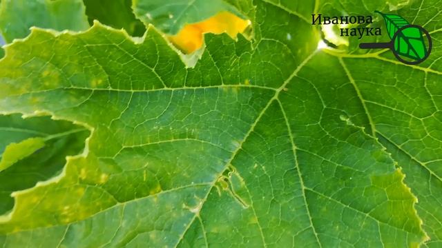 НЕМЕДЛЕННО ОСМОТРИТЕ ВАШИ РАСТЕНИЯ, чтобы не потерять урожай. Примите меры для защиты от мучки. смотреть онлайн